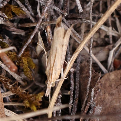 Culladia cuneiferellus (Crambinae moth) at Manton, NSW - 10 Jan 2025 by ConBoekel