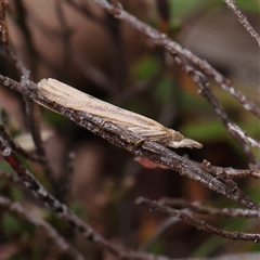 Culladia cuneiferellus at Manton, NSW - 10 Jan 2025 10:13 AM