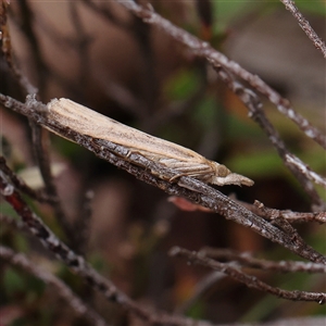 Culladia cuneiferellus at Manton, NSW - 10 Jan 2025 10:13 AM