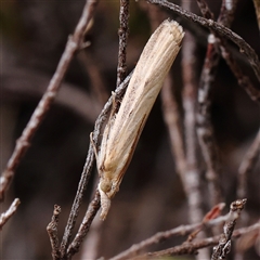 Culladia cuneiferellus at Manton, NSW - 10 Jan 2025 10:13 AM