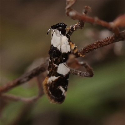Ardozyga abruptella (A Gelechioid moth) at Manton, NSW - 10 Jan 2025 by ConBoekel