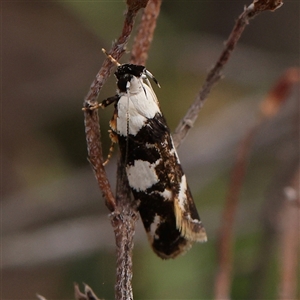 Ardozyga abruptella at Manton, NSW - 10 Jan 2025