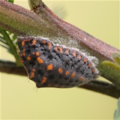 Icerya acaciae (Acacia mealy bug) at Manton, NSW - 10 Jan 2025 by ConBoekel