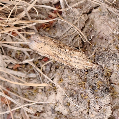 Faveria tritalis (Couchgrass Webworm) at Manton, NSW - 9 Jan 2025 by ConBoekel