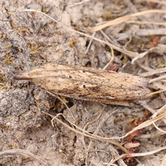 Faveria tritalis at Manton, NSW - 10 Jan 2025 10:20 AM