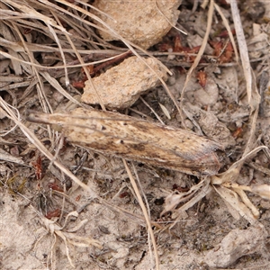 Faveria tritalis at Manton, NSW - 10 Jan 2025 10:20 AM