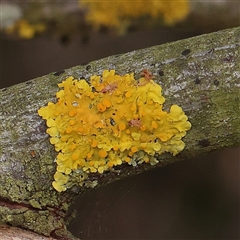 Unidentified Lichen at Manton, NSW - 9 Jan 2025 by ConBoekel