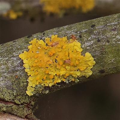 Unverified Lichen at Manton, NSW - 10 Jan 2025 by ConBoekel