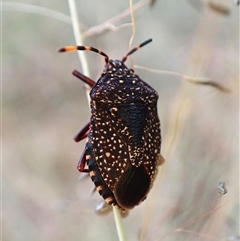 Notius consputus (Yellow-dotted shield bug) at Cook, ACT - 11 Jan 2025 by CathB