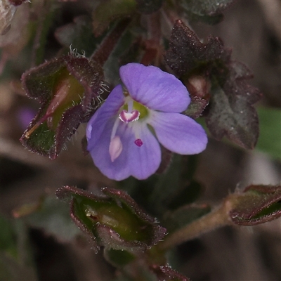 Veronica calycina (Hairy Speedwell) at Manton, NSW - 10 Jan 2025 by ConBoekel