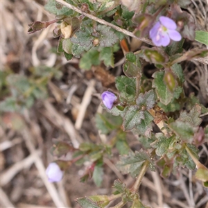 Veronica calycina at Manton, NSW - 10 Jan 2025