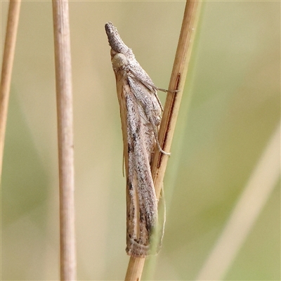 Faveria tritalis (Couchgrass Webworm) at Manton, NSW - 10 Jan 2025 by ConBoekel