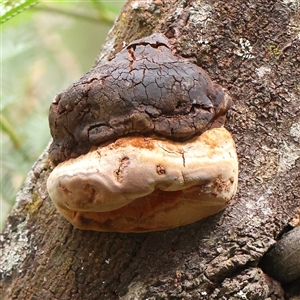 Phellinus sp. (non-resupinate) at Manton, NSW - 10 Jan 2025