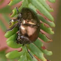 Unidentified Leaf beetle (Chrysomelidae) at Manton, NSW - 9 Jan 2025 by ConBoekel