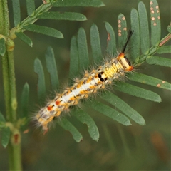 Acyphas semiochrea (Omnivorous Tussock Moth) at Manton, NSW - 10 Jan 2025 by ConBoekel