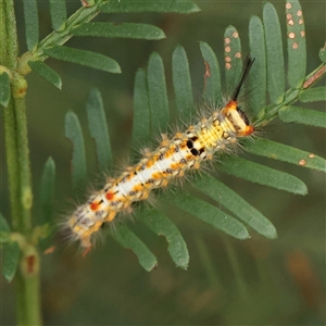 Acyphas semiochrea at Manton, NSW - 10 Jan 2025 10:32 AM