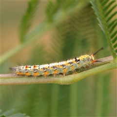 Acyphas semiochrea at Manton, NSW - 10 Jan 2025 10:32 AM