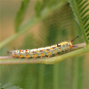 Acyphas semiochrea at Manton, NSW - 10 Jan 2025 10:32 AM