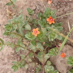 Lysimachia arvensis (Scarlet Pimpernel) at Manton, NSW - 10 Jan 2025 by ConBoekel