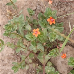 Lysimachia arvensis (Scarlet Pimpernel) at Manton, NSW - 9 Jan 2025 by ConBoekel