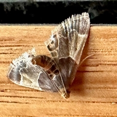 Pyralis farinalis (Meal Moth) at Aranda, ACT - 12 Jan 2025 by KMcCue