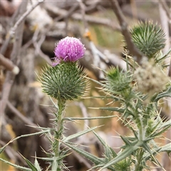 Cirsium vulgare (Spear Thistle) at Manton, NSW - 9 Jan 2025 by ConBoekel