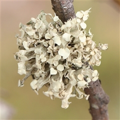 Unidentified Lichen at Manton, NSW - 10 Jan 2025 by ConBoekel