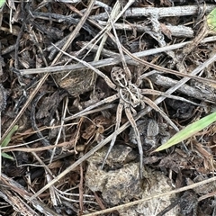 Tasmanicosa sp. (genus) (Tasmanicosa wolf spider) at Yarralumla, ACT - 12 Jan 2025 by KMcCue