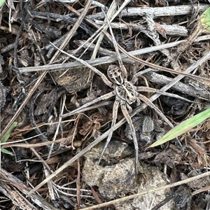 Tasmanicosa sp. (genus) at Yarralumla, ACT - 12 Jan 2025 09:12 AM