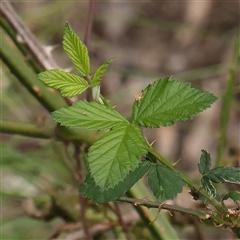 Rubus anglocandicans (Blackberry) at Manton, NSW - 10 Jan 2025 by ConBoekel