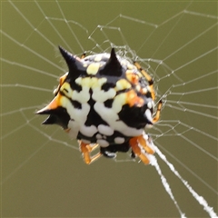 Austracantha minax (Christmas Spider, Jewel Spider) at Manton, NSW - 10 Jan 2025 by ConBoekel