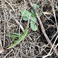 Acrida conica (Giant green slantface) at Yarralumla, ACT - 11 Jan 2025 by KMcCue