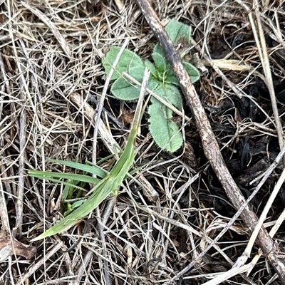 Acrida conica (Giant green slantface) at Yarralumla, ACT - 11 Jan 2025 by KMcCue