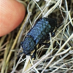 Sosytelus pithecius (Ground weevil) at Cook, ACT - 11 Jan 2025 by CathB