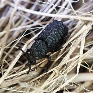 Sosytelus pithecius at Cook, ACT - 11 Jan 2025 05:51 PM