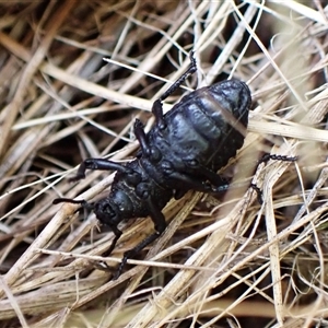 Sosytelus pithecius at Cook, ACT - 11 Jan 2025 05:51 PM