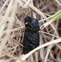 Sosytelus pithecius at Cook, ACT - 11 Jan 2025 05:51 PM