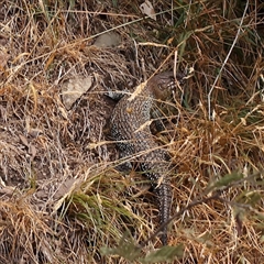 Egernia cunninghami (Cunningham's Skink) at Manton, NSW - 9 Jan 2025 by ConBoekel