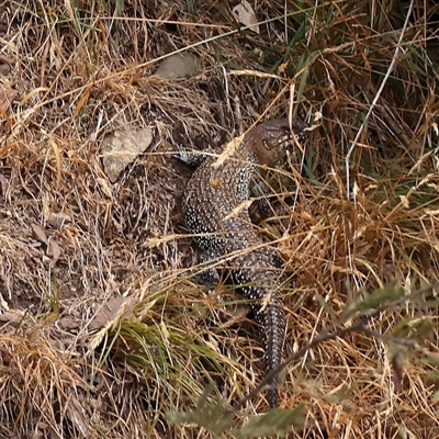 Egernia cunninghami (Cunningham's Skink) at Manton, NSW - 10 Jan 2025 by ConBoekel