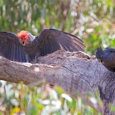 Callocephalon fimbriatum (identifiable birds) (Gang-gang Cockatoo (named birds)) at Ainslie, ACT - 12 Jan 2025 by jb2602