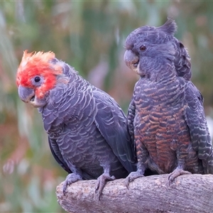 Callocephalon fimbriatum (identifiable birds) at Ainslie, ACT - suppressed