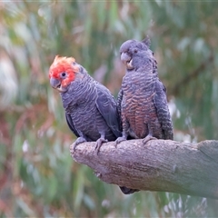 Callocephalon fimbriatum (identifiable birds) at Ainslie, ACT - suppressed