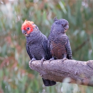 Callocephalon fimbriatum (identifiable birds) at Ainslie, ACT - suppressed