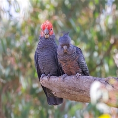 Callocephalon fimbriatum (identifiable birds) at Ainslie, ACT - suppressed