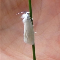 Tipanaea patulella at West Hobart, TAS - 12 Jan 2025 by VanessaC