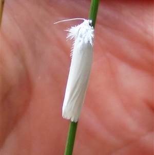 Tipanaea patulella at West Hobart, TAS - 12 Jan 2025 03:48 PM