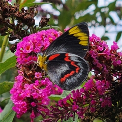 Delias nigrina (Black Jezebel) at Braidwood, NSW - 10 Jan 2025 by MatthewFrawley