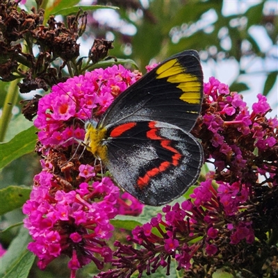 Delias nigrina (Black Jezebel) at Braidwood, NSW - 10 Jan 2025 by MatthewFrawley