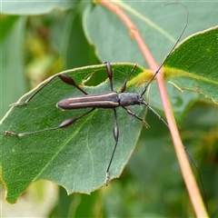 Amphirhoe decora at West Hobart, TAS - 12 Jan 2025 by VanessaC