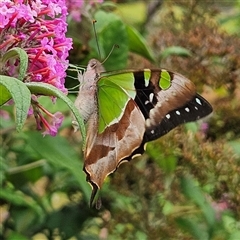 Graphium macleayanum (Macleay's Swallowtail) at Braidwood, NSW - 10 Jan 2025 by MatthewFrawley